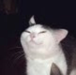 Meet your Posher, Story